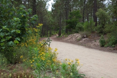 foret domaniale