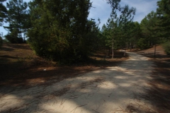 la forêt de Saint Jean de Monts