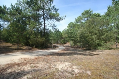 la forêt de pins de Saint Jean de Monts