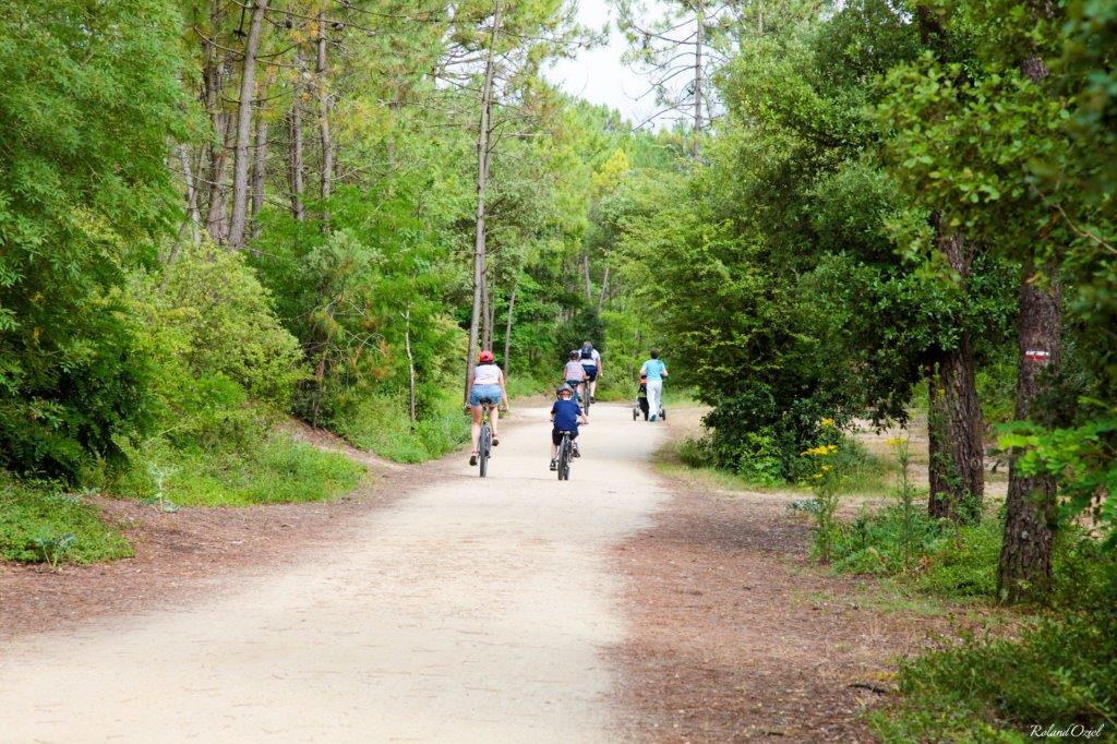 FORET DE ST JEAN DE MONTS