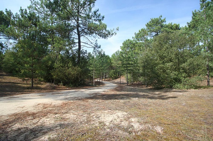 camping nature