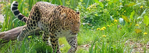 Zoo des Sables – Rencontre avec les animaux