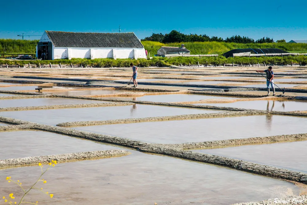 Visite des marais salant de Noirmoutier depuis le camping 4 étoiles le california