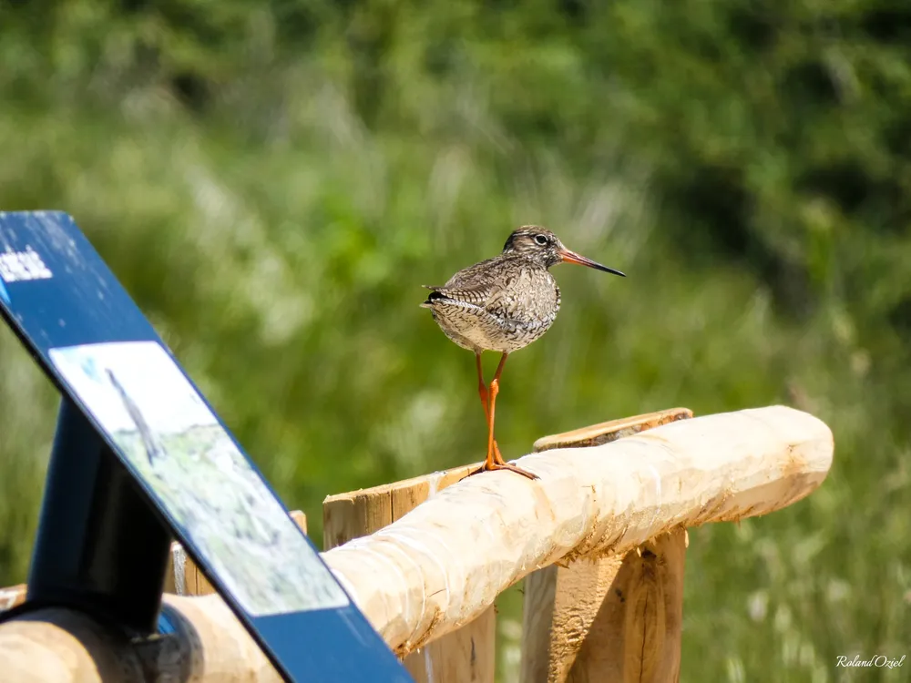 petit oiseau posé sur la rembarde à l'éco musée du daviaud