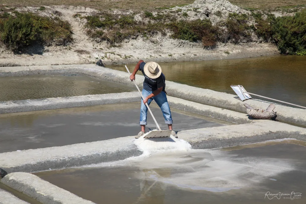 Saunier récoltant artisanalement la fleur de sel dans un marais salant à proximité du camping