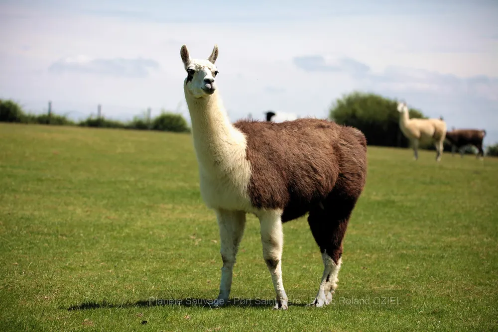 Lama à Port Saint Pere pour un dépaysement du california