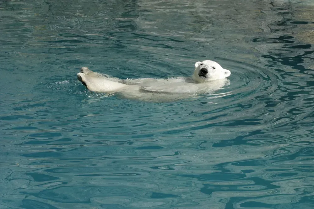 Spectacle aquatique à Planète Sauvage